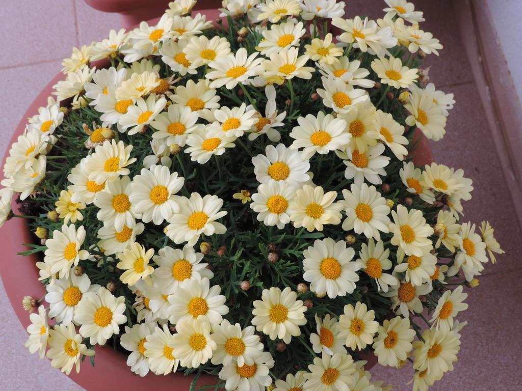 Il Girasole Bed and breakfast Mondello